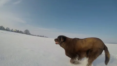 Chocolate brown Labrador running in the deep snow in winter slow motion Stock Footage 73056530