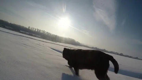 Chocolate brown Labrador running in the deep snow in winter slow motion Stock Footage 73058499