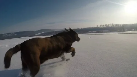 Chocolate brown Labrador running in the deep snow in winter slow motion Stock Footage 73058654