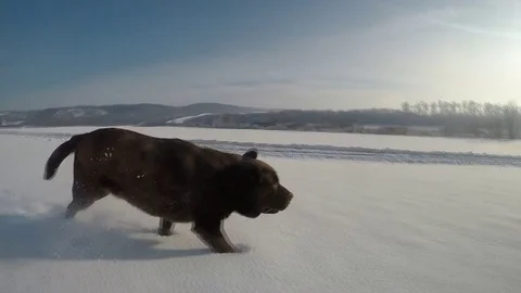 Chocolate brown Labrador running in the deep snow in winter slow motion Stock Footage 73058833