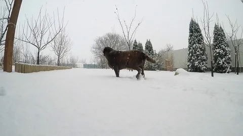 Chocolate brown Labrador running in the deep snow in winter slow motion Stock Footage 73394686