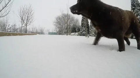 Chocolate brown Labrador running in the deep snow in winter slow motion Stock Footage 73394997