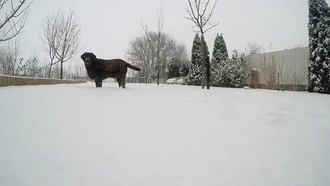 Chocolate brown Labrador running in the deep snow in winter slow motion Stock Footage 73395333