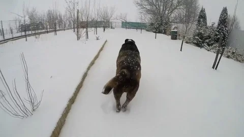 Chocolate brown Labrador running in the deep snow in winter slow motion Stock Footage 73395979