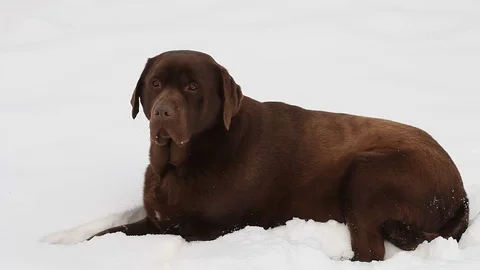 Chocolate brown Labrador in the snow in winter Stock Footage 71801088