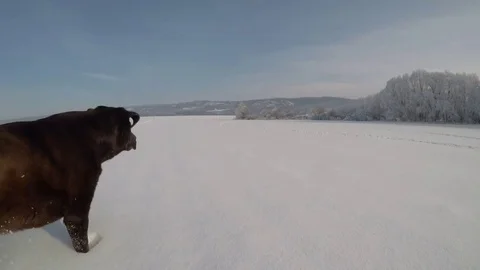 Chocolate brown Labrador walking in the deep snow Stock Footage 72575979