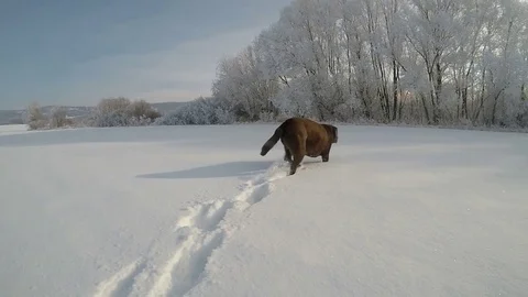 Chocolate brown Labrador walking in the deep snow in winter slow motion Stock Footage 72576849
