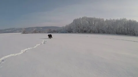 Chocolate brown Labrador walking in the deep snow in winter Stock Footage 72577072