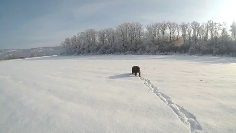 Chocolate brown Labrador walking in the deep snow Stock Footage 72905314