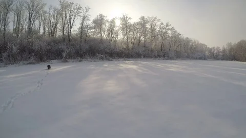 Chocolate brown Labrador walking in the deep snow in winter Stock Footage 72905566