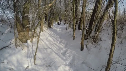 Chocolate brown Labrador walking in the deep snow Stock Footage 72906052