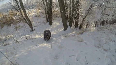 Chocolate brown Labrador walking in the deep snow Stock Footage 72909514