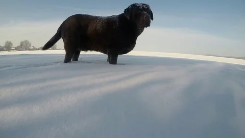 Chocolate brown Labrador walking in the deep snow Stock Footage 72912640