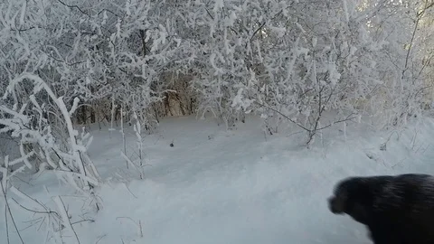 Chocolate brown Labrador walking in the deep snow Stock Footage 72913043