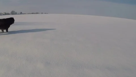 Chocolate brown Labrador walking in the deep snow in winter Stock Footage 73055418