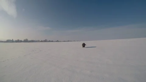 Chocolate brown Labrador walking in the deep snow in winter Stock Footage 73057385