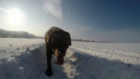Chocolate brown Labrador walking in the deep snow in winter slow motion Stock Footage 73057829