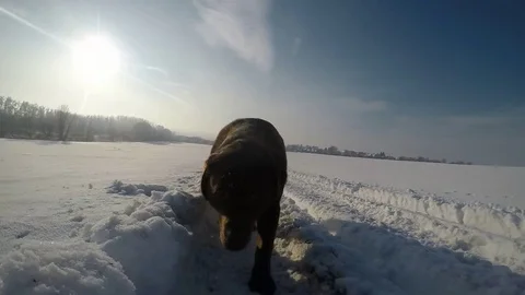 Chocolate brown Labrador walking in the deep snow in winter slow motion Stock Footage 73058369