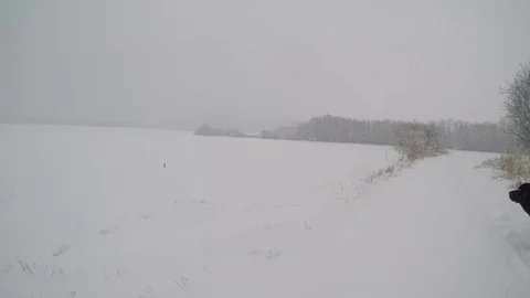 Chocolate brown Labrador walking in the deep snow in winter Stock Footage 74492135