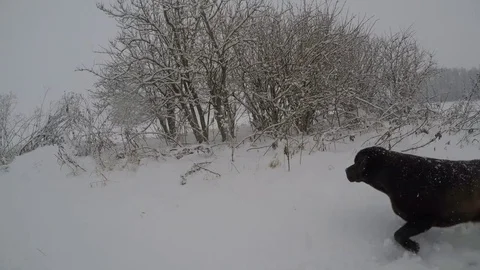 Chocolate brown Labrador walking in the deep snow Stock Footage 74492476
