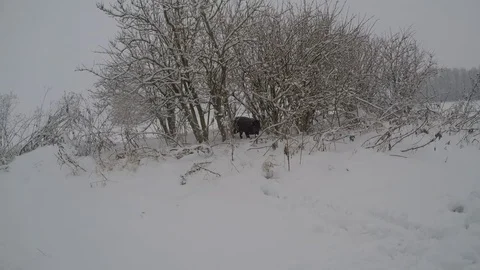 Chocolate brown Labrador walking in the deep snow Stock Footage 74492595