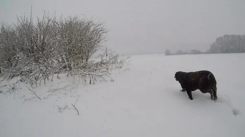Chocolate brown Labrador walking in the deep snow Stock Footage 74492779