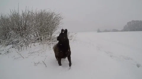 Chocolate brown Labrador walking in the deep snow Stock Footage 74493112