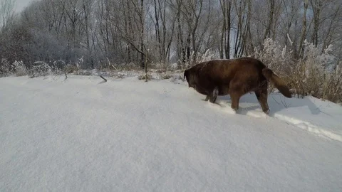 Chocolate brown Labrador walking in the snow in winter Stock Footage 72575328
