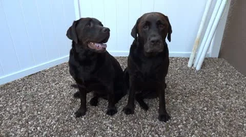 Chocolate, Brown, Labradors looking at camera Stock Footage 10685218