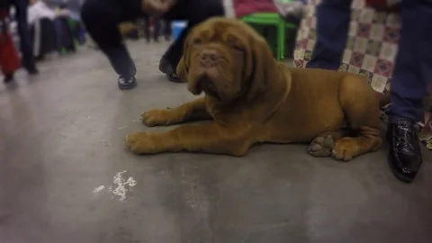 are chinese shar pei puppies lazy