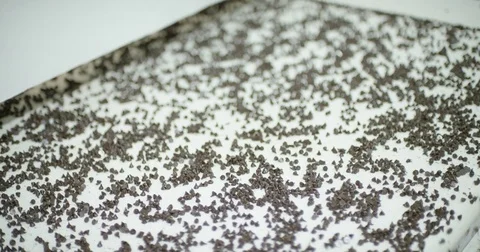 Chocolate Chips Falling 動画素材 81494069