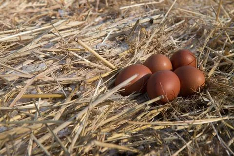 Chocolate-colored chicken eggs Stock Photos