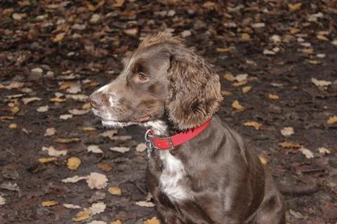 Chocolate coloured working cocker spaniel Stock-Fotos