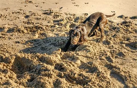 Chocolate coloured working cocker spaniel digging in the sand Stock Photos