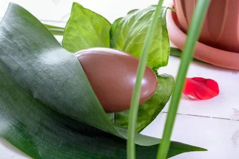 Chocolate easter eggs among green leaves Stock Photos