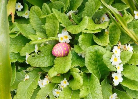 Chocolate egg hidden in a plant for Easter Stock Photos