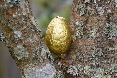 Chocolate egg hidden in a tree for Easter Stock Photos