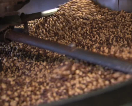 Chocolate factory roasted hazelnut Stock Footage 35120650