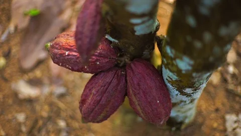 Chocolate Stock Footage 122113928