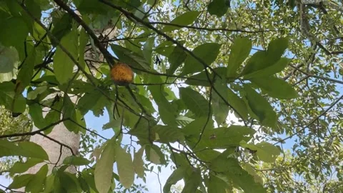 Chocolate fruit and Cicada insect song Stock Footage 231800407