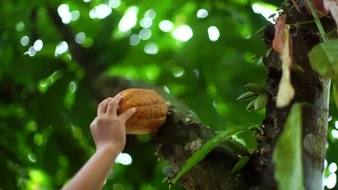 Chocolate fruit on a tree Stock Footage 145951030