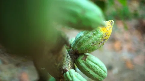 Chocolate fruit on a tree that is ready to be harvested Stock Footage 122113670