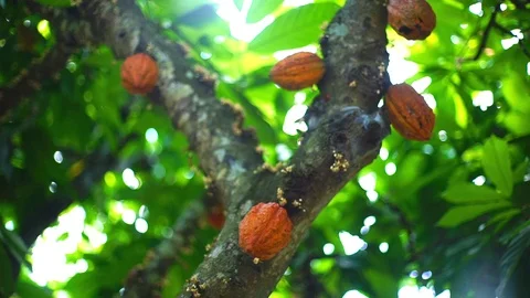 Chocolate fruit on a tree that is ready to be harvested Stock Footage 123688823
