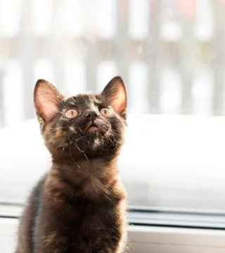 Chocolate kitten sits in front of the window and looks up Stock Photos