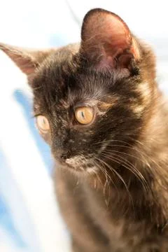 Chocolate kitten sits in front of the window and looks down Stock Photos