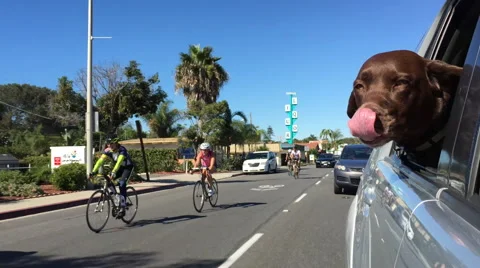 Chocolate Lab with her head out the car window as Bicycle riders go by Stock-Footage 56946994