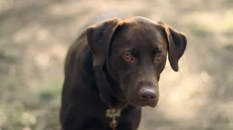 Chocolate Lab Looking into Camera Stock Footage 43352188