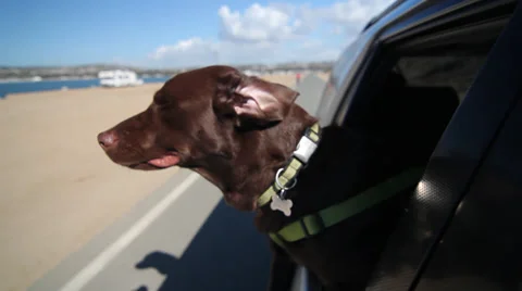 A chocolate lab looking out the window of a car Видео 34575915