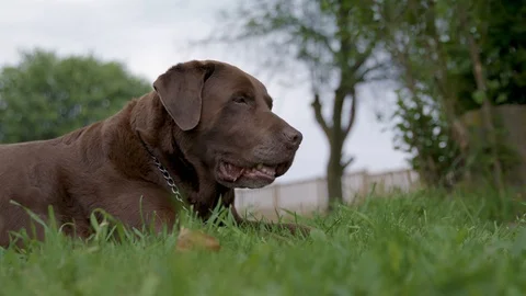 Chocolate Lab Lying On Grass Stock Footage 113408432