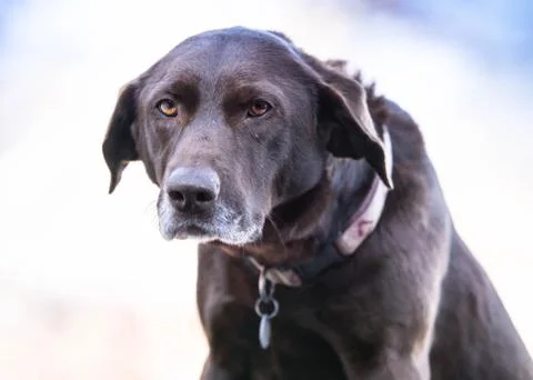 Chocolate Lab Stock Photos